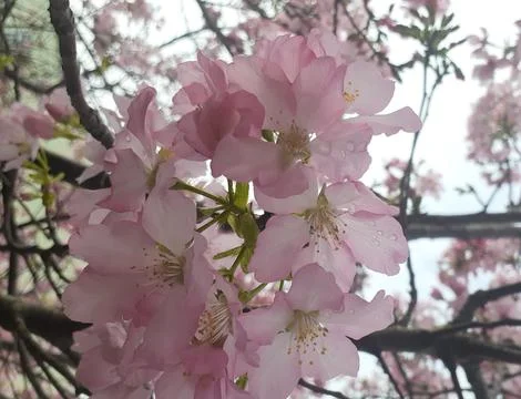 Sakura blossoms Stock Photos