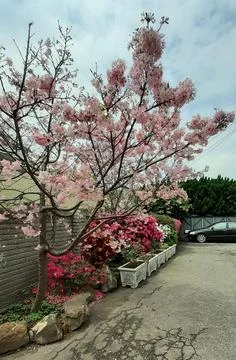 Sakura blossoms Stock Photos