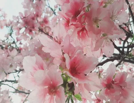 Sakura blossoms Stock Photos
