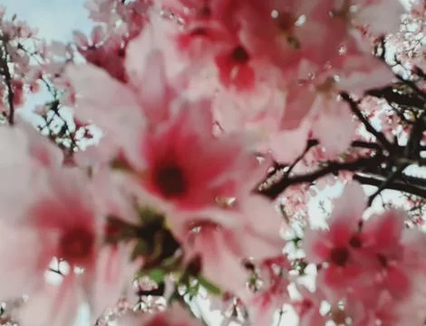 Sakura blossoms Stock Photos