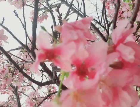 Sakura blossoms Stock Photos