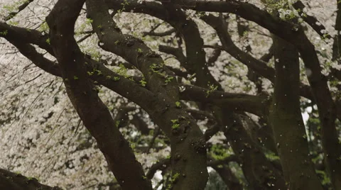 Sakura blossoms raining down from trees in Spring Stock Footage 49968916