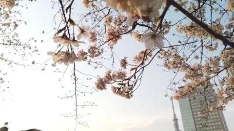 Sakura blossoms with skytree building in background. Stock Footage 335712695