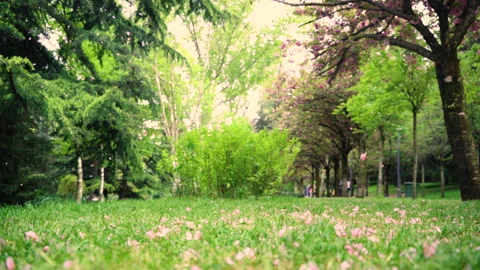 Sakura blossoms spilling on the ground Stock Footage 242438226