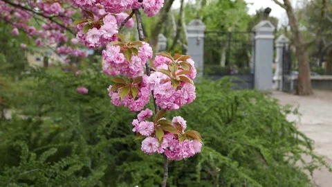 Sakura blossoms In Spring Video stock 70717714