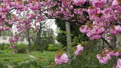 Sakura blossoms In Spring Stock Footage 70718350