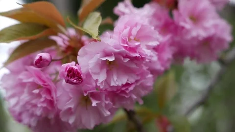 Sakura blossoms In Spring Stock Footage 70718407
