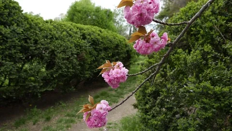 Sakura blossoms In Spring Stock Footage 70718448