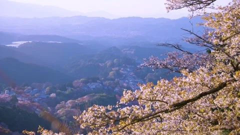 Sakura Blossoms in Spring, Landscape of Nara at Yoshino Mountain Stock Footage 340779956