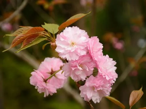 Sakura blossoms in spring Stock Photos