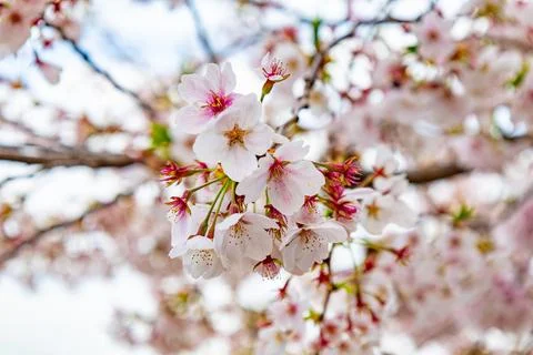 Sakura blossoms on tree branch with delicate pink petals in bright spring day Fotos Stock