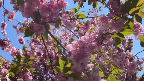 Sakura blossoms on a tree. Stock Footage 190629675