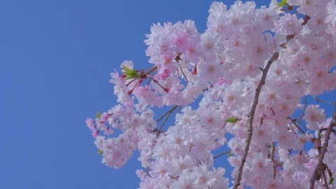 Sakura in the blue sky Stock Footage 91114216