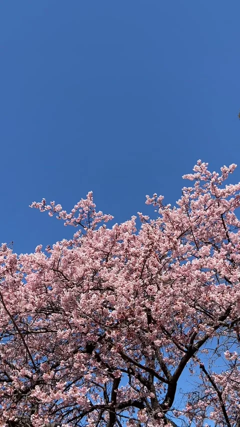 Sakura with blue sky Stock Footage 316970020