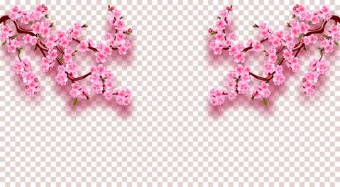 Sakura On both sides. Cherry branches with delicate pink flowers, leaves and  Stock Illustration