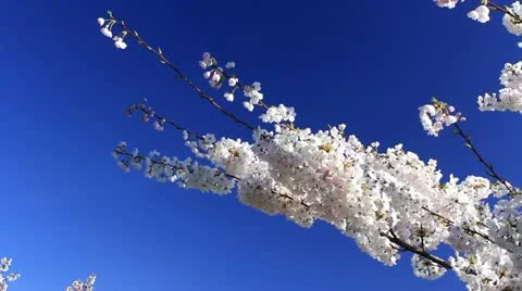 Sakura Branch BlueSky 스톡 동영상 22331596
