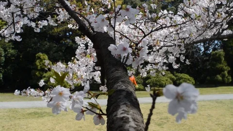 Sakura branch close up 動画素材 127033269