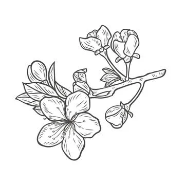 Sakura branch in engraving style Stock Illustration