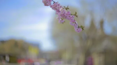 Sakura branch. Stock Footage 49459835