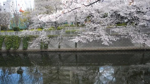 Sakura branch moving by the river 動画素材 127036562