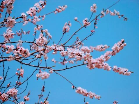 Sakura branch Stock Photos