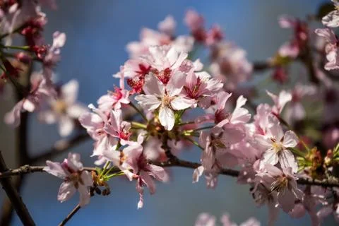 Sakura Branch Stock Photos