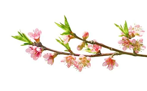 Sakura branch 스톡 사진