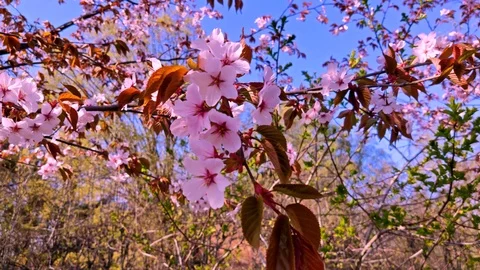 Sakura branch swaying in the wind close-up. Spring in Japan Stock Footage 108999741