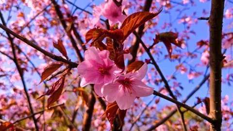 Sakura branch swaying in the wind close-up. Spring in Japan Stock Footage 108999863