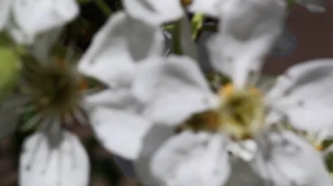 Sakura branch swaying in the wind Stock Footage 49661891