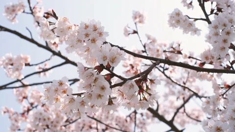 Sakura branches against the blue sky close-up, natural background. Stock Footage 176390022