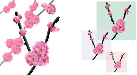 Sakura. branches of a cherry tree with flowers and cherry buds close-up. Fram Stock Illustration