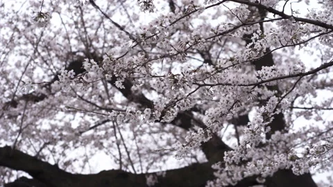 Sakura branches in the garden Stock Footage 151681863