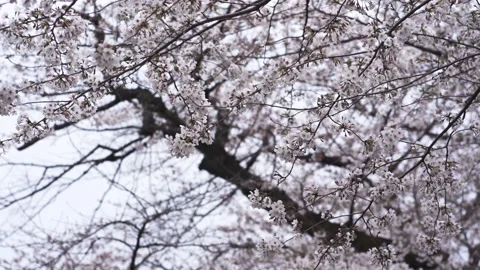 Sakura branches in the garden Stock Footage 151683206