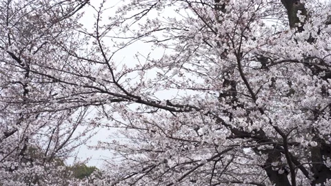 Sakura branches in the garden Stock Footage 151684199