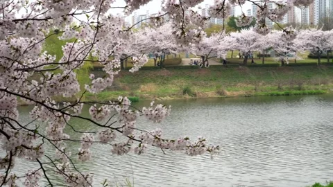 Sakura branches hanging over calm river, picturesque in spring. delicate petals Stock Footage 276724518
