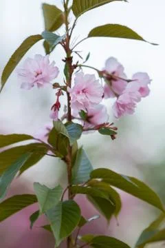 The sakura branches Stock Photos