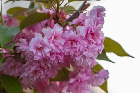 The sakura branches Stock Photos