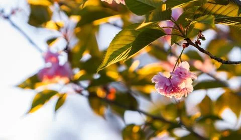 The sakura branches Stock Photos