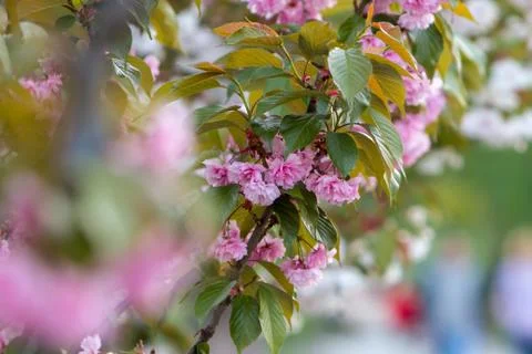 The sakura branches Stock Photos