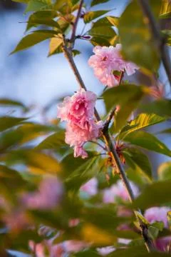 The sakura branches Stock Photos