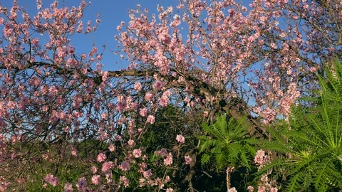 Sakura buds opened into beautiful flowers at the foot of Mount Fuji Hanami Stock Footage 126435574