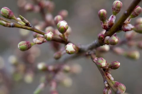 Sakura buds before opening. Selective focus. Stock Photos