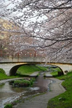 Sakura canal Stock Photos