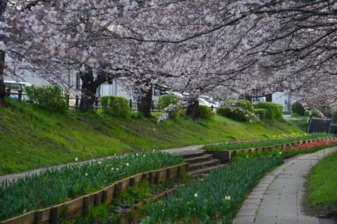Sakura canal Stock Photos