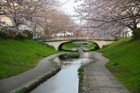 Sakura canal Stock Photos