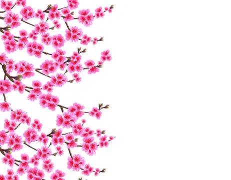 Sakura. Card. Branched branches of a blossoming cherry spring tree with purpl Stock Illustration