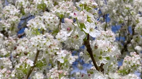 Sakura cherry blossom background Video stock 147552271