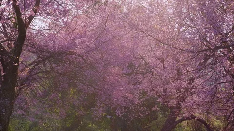 Sakura cherry blossom bloom at park with sunlight in springtime Stock Footage 87184893