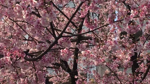 Sakura (Cherry Blossom)  blooming in spring Stock Footage 105136963